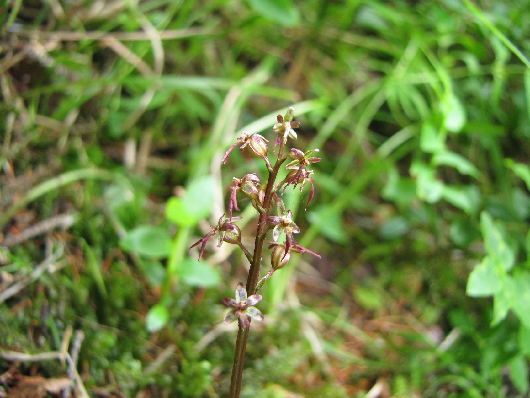 Neottia cordata